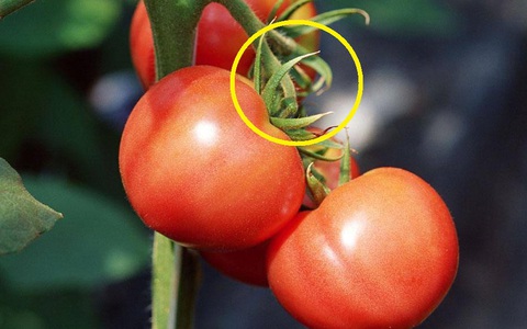 Đi chợ, thấy cà chua có 3 ĐẶC ĐIỂM này dứt khoát đừng mua: Có thể chứa độc tố hoặc đã bị tiêm thuốc kích chín, người trồng còn không dám ăn