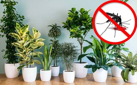 Hè đến, chỉ bỏ vài chục nghìn đã mua được 5 loại cây cảnh khiến muỗi né xa nhà bạn