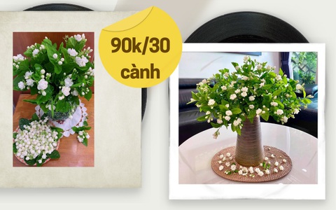 Cành hoa nhài đang độ đẹp còn rẻ, chị em rủ nhau đặt mua về chưng nhà thơm ngát