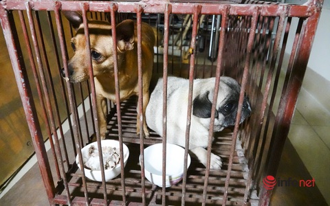 Theo chân đội bắt chó thả rông: Chủ phải có phiếu tiêm chủng, nộp phạt 1,5 triệu đồng