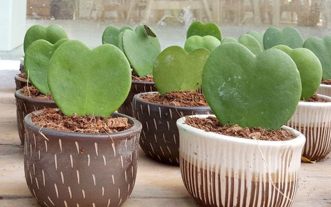 10 loài cây mọng nước xinh đến mức nhìn thấy là bạn sẵn sàng mua ngay