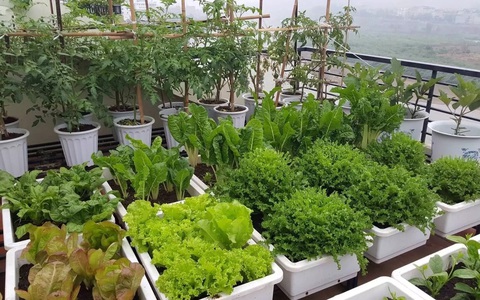 Sớm biết 5 phụ kiện làm vườn thông minh này, vụng mấy cũng có vườn rau trái um tùm hái không xuể