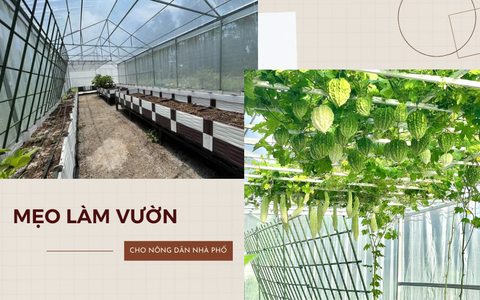 Hướng dẫn những "nông dân nhà phố" cách tạo lập 1 khu vườn xanh mướt chỉ trong 2 tháng