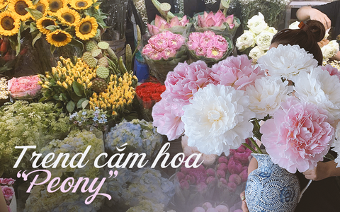 Thú chơi cắm hoa peony trong nhà được nhiều chị em theo đuổi, mặc kệ giá lên đến vài trăm nghìn/bông, nghe lí do ai cũng bất ngờ
