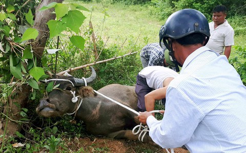 Xót xa thai phụ bị trâu "điên" húc tử vong ở Hà Giang