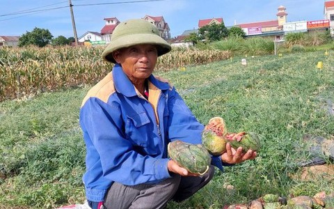 Cái kết bất ngờ vụ lão nông khóc tức tưởi nhìn vườn dưa bị phá nát