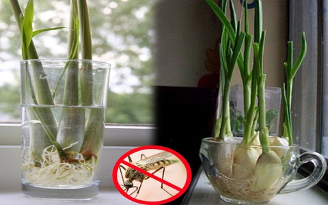 Học ngay cách trồng sả này để vài tuần là có chậu cây đuổi muỗi hiệu quả, vừa làm tiểu cảnh trang trí xinh xắn