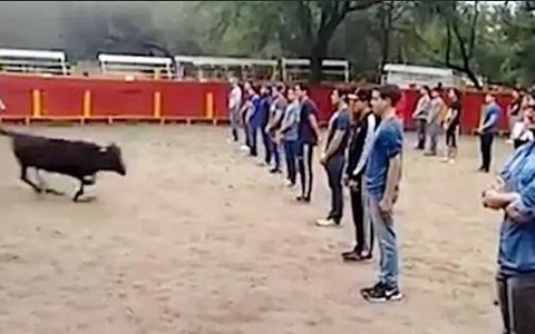 Thầy giáo ở Mexico gây tranh cãi khi bắt sinh viên xếp thành 3 hàng ngay trước mặt bò tót