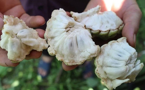 Ăn na chữa bệnh: Chuyên gia tiết lộ loạt bài thuốc từ chữa ho, viêm họng đến loại bỏ mụn nhọt