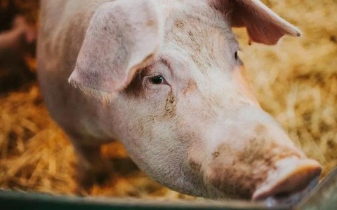 Đột phá trong cấy ghép nội tạng: Hồi sinh các tế bào của lợn một giờ sau khi chết