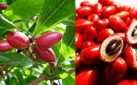 Quả thần kỳ - trái cây lạ khiến mọi thức ăn đều có vị ngọt, cần đặc biệt lưu ý khi ăn