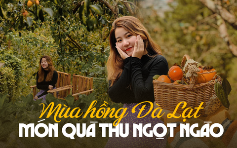 5 vườn hồng trĩu quả ở Đà Lạt vừa đẹp lại cho ăn thỏa thích tại chỗ đang chờ bạn ghé thăm