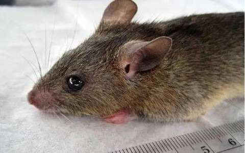 Virus lây từ chuột, gây sốt xuất huyết lạ và điếc 1/4 bệnh nhân đang lan đáng ngại