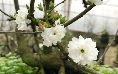 Hà Nội: Chiêm ngưỡng chi mai trắng, dáng lạ, chỉ cho thuê chứ không bán