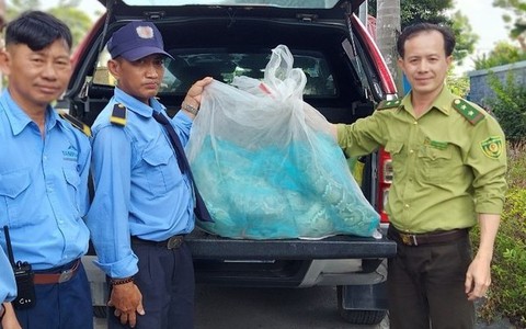 Dọn cỏ đón Tết, bắt được 2 con trăn "khủng" thuộc nhóm quý hiếm