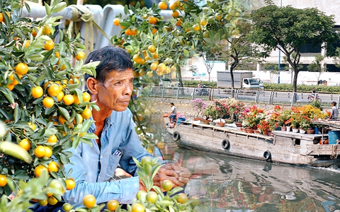 Chợ hoa "Trên bến dưới thuyền" rộn ràng trước giờ khai mạc, thương hồ miền Tây thấp thỏm đợi khách
