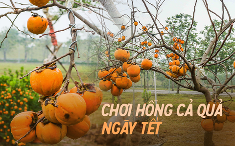 Xu hướng chưng cây nguyên quả vào ngày Tết của nhiều gia đình giúp loài cây này tăng giá cả chục triệu đồng một chậu