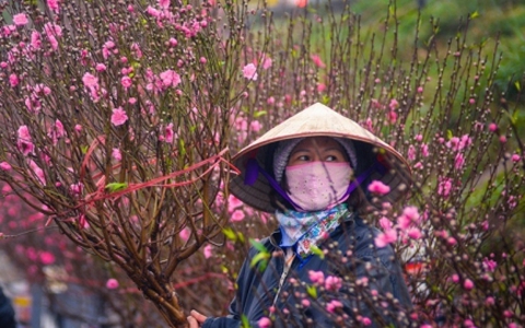 Tết muộn của người bán hoa, cây cảnh