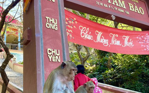 Hình ảnh hàng trăm con khỉ chọn cửa chùa làm nơi nương náu