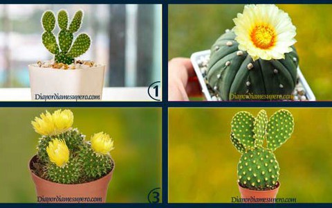 Chọn một cây xương rồng bạn thích nhất để nhận lấy lời khuyên giúp bạn có một năm mới thành công và thuận lợi