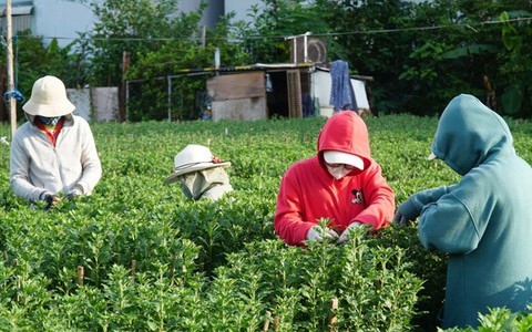 Công nhân bị mất việc đi ngắt lá, nhặt chồi tìm Tết