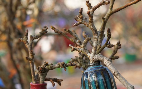 Người Hà Nội chi bạc triệu cho thú chơi hoa lê sau Tết