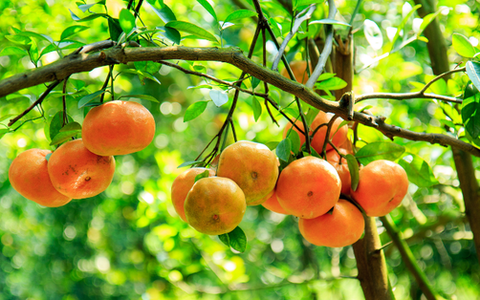 Quýt hồng Lai Vung, Đồng Tháp làm món gì ngon nhất?
