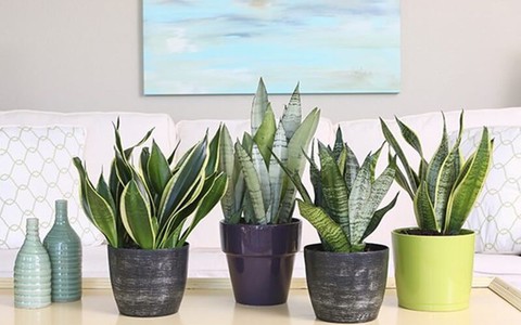 Làm sạch không khí trong nhà bằng 9 loại cây cảnh quen thuộc