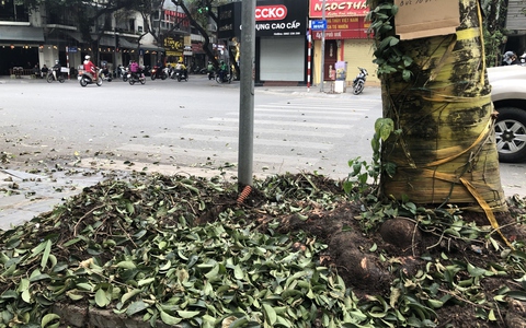 Cây xanh 80 tuổi ở trung tâm Thủ đô nghi bị đầu độc hoá chất