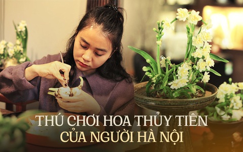 Loại củ trông giống như hành tây nhưng lại trở thành loài hoa cực đẹp nở đúng giao thừa nhờ bí quyết của người Hà Nội