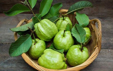 Những người mắc các bệnh sau không nên ăn ổi kẻo 'hại đủ đường'