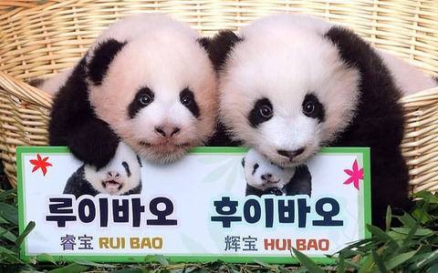 Cặp gấu trúc song sinh 'cưng xỉu' vừa chào đời đã nổi tiếng khắp Hàn Quốc, được 500.000 người tham gia đặt tên