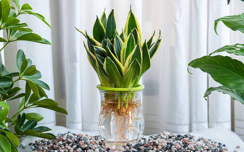 Ba cách nhân giống cây lưỡi hổ đơn giản mà hiệu quả