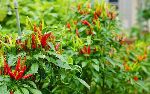 Có nên trồng cây ớt trước nhà?
