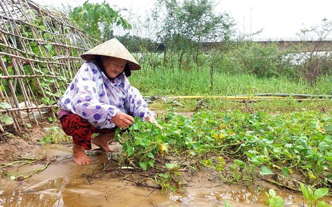 Nông dân Đà Nẵng rớt nước mắt nhặt từng cọng rau sau mưa lũ
