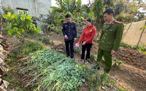 Phát hiện vườn cần sa trong đầm nuôi tôm ở Hải Phòng