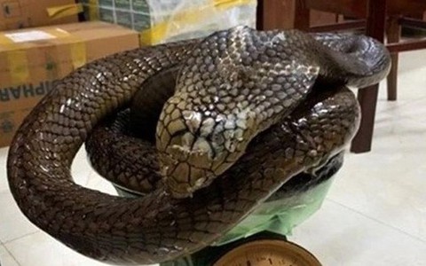 Khởi tố người phụ nữ nhét rắn hổ chúa vào bình thủy tinh đem đi bán