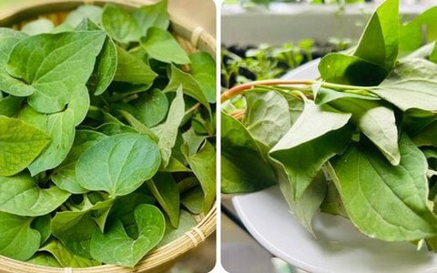 Loại rau bổ phổi, mọc dại nhiều nơi ở Việt Nam