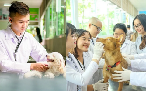 Mức lương thực của sinh viên Thú y ra trường có phải 40 - 50 triệu/tháng?