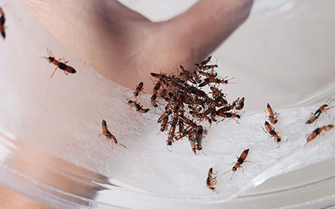 Giao mùa, lại lo kiến ba khoang