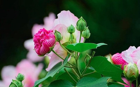 Có nên trồng hoa phù dung trước nhà?