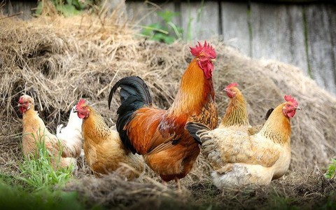 Mách bạn cách chọn gà ngon
