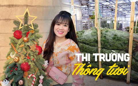 Mùa Giáng sinh: Thông tươi Đan Mạch có giá tiền triệu/cây nhưng vẫn không làm "chùn bước" người tiêu dùng 