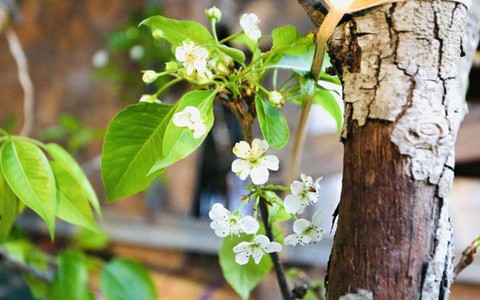 Người Hà Nội chi bạc triệu cho thú chơi hoa lê, hoa mận rừng