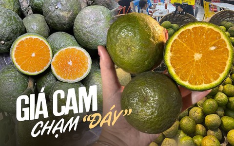 Lặp lại "điệp khúc" của năm ngoái, giá cam sành tiếp tục rớt mạnh, chỉ vài nghìn đồng/kg, người mua khen nức nở... vẫn ế