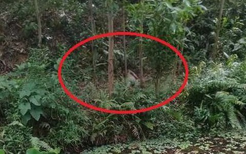 1 cán bộ kiểm lâm tử vong trong rừng, trên người có vết đạn