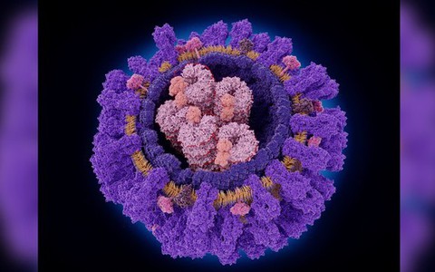 Phát hiện một loại kháng thể có thể nhắm vào nhiều chủng virus cúm cùng lúc