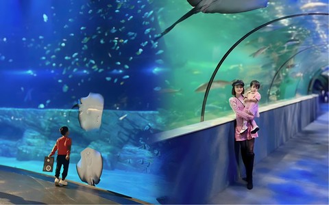 Thủy cung Lotte Hà Nội bị hội mẹ bỉm chê sơ sài và hụt hẫng vì giá đắt mà trải nghiệm chưa thỏa đáng