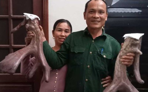 Chiêm ngưỡng cặp nhung nai 'khủng' nặng gần 9kg của nông dân xứ Nghệ