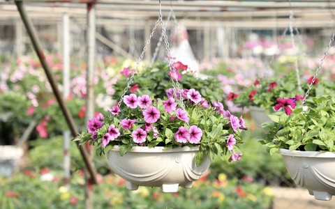 Thủ phủ hoa nổi tiếng miền Bắc rực rỡ sắc màu bước vào vụ Tết
